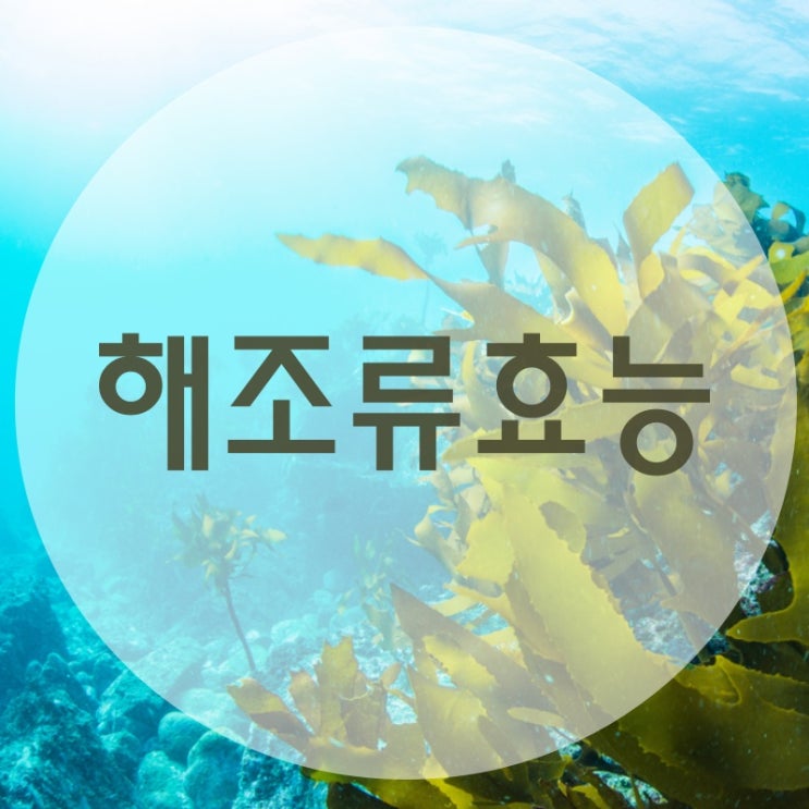  미역 효능, 해조류 꼭 먹어야 하는 이유 5가지!