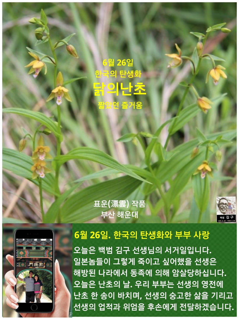 6월 26일. 한국의 탄생화 / 닭의난초 등 개화기의 난초들 : 네이버 블로그, image size:800x1067