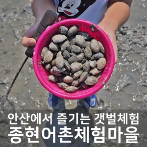  안산 종현어촌체험마을에서 조개잡이 갯벌체험