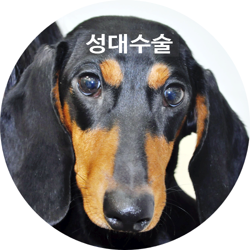  [칠곡3지구 강아지성대수술 동물병원] 13개월령 닥스훈트 성대수술(무성수술) 후기