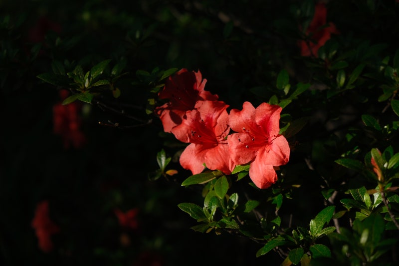 (후지 X-T3│ Xf 18-55Mm) 빨주노초파남보 Feat. 늘 예쁜 후지필름 색감 : 네이버 블로그