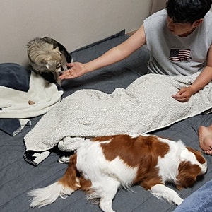 한샘 3단 토퍼 메모리폼 접이식매트 거실용으로 딱 좋다