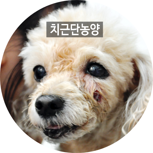  [칠곡3지구 노령견 치근단농양 치료동물병원] 12살령 푸들 치근단농양(치첨농양) 치료후기