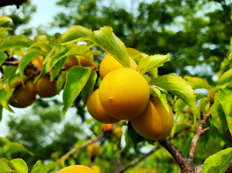 매실나무에 노랑열매가 한가득