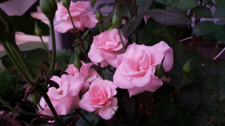 2019.06.26 새벽풍경  