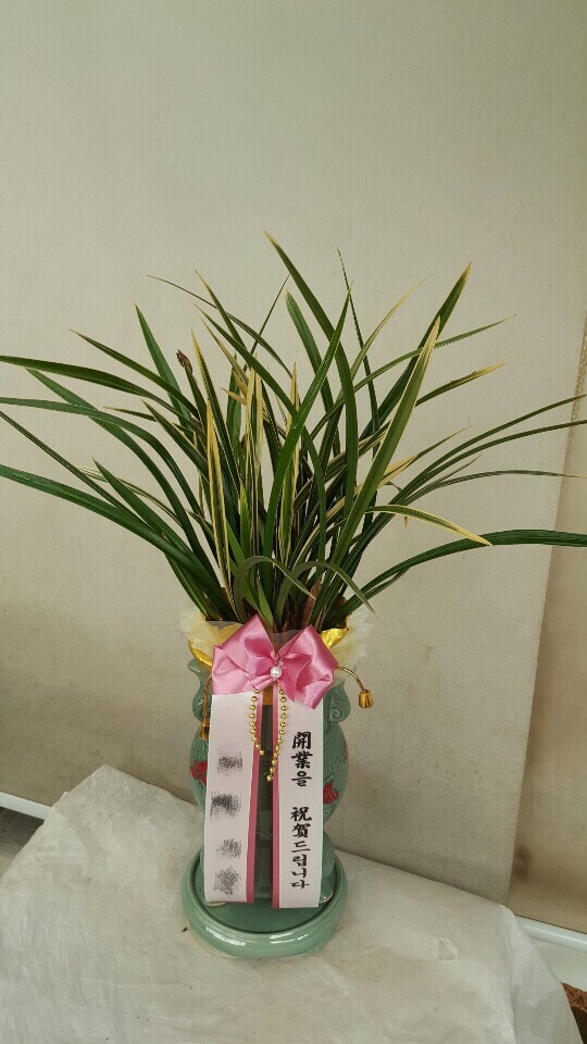  [고급스러운 동양란 화분 배송] 동양란화분/고급화분/수원난배송/전국난배송/고급난배송/축하화분/식물많은꽃집/동양란 키우는법/난키우는법/난 관리/꽃일상을품다 T.031.215.3536