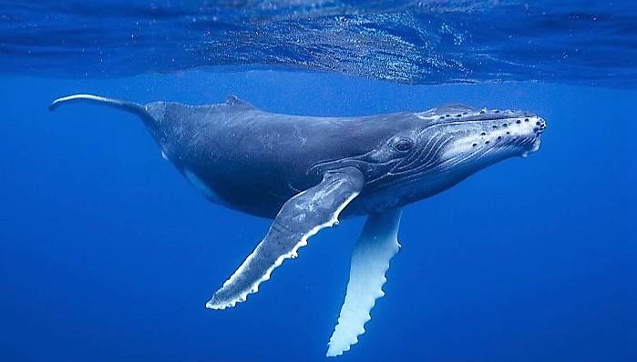  고래경보(Whale Alert), 28,000,000 TRX / 6,768 BTC / 20,000,000 XRP 이동