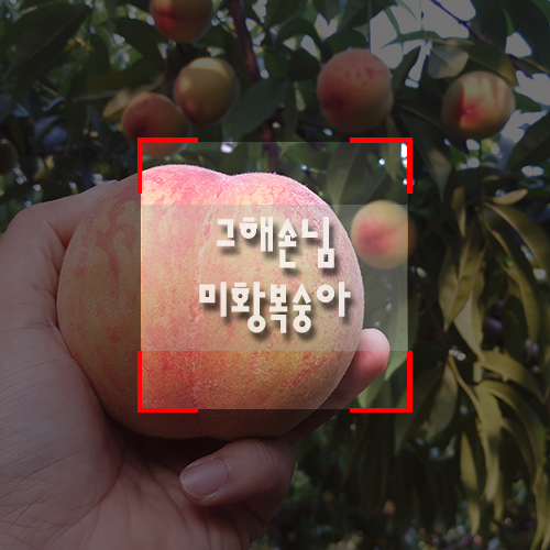  그해손님 김천 복숭아 미황황도 수확했습니다