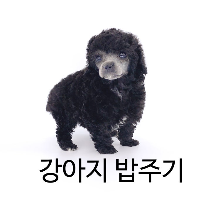  강아지 밥을 줄때 밥주는 시간은 언제 어떻게 줘야할까?