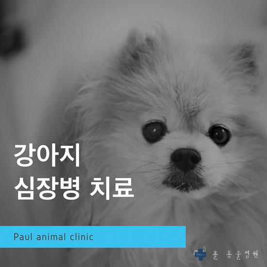  강아지 폐수종, 심장병, 호흡곤란, 심장초음파, MVI & 성남 분당 24시 폴 동물병원 (광주, 용인, 이천, 여주, 판교)