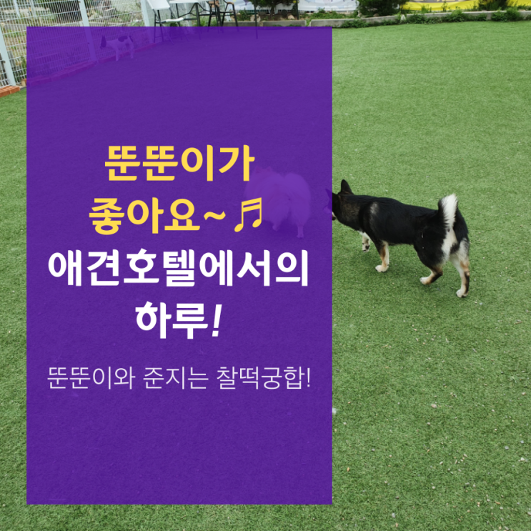  인천 검암 애견호텔 더운날씨에도 다들 즐겁게!