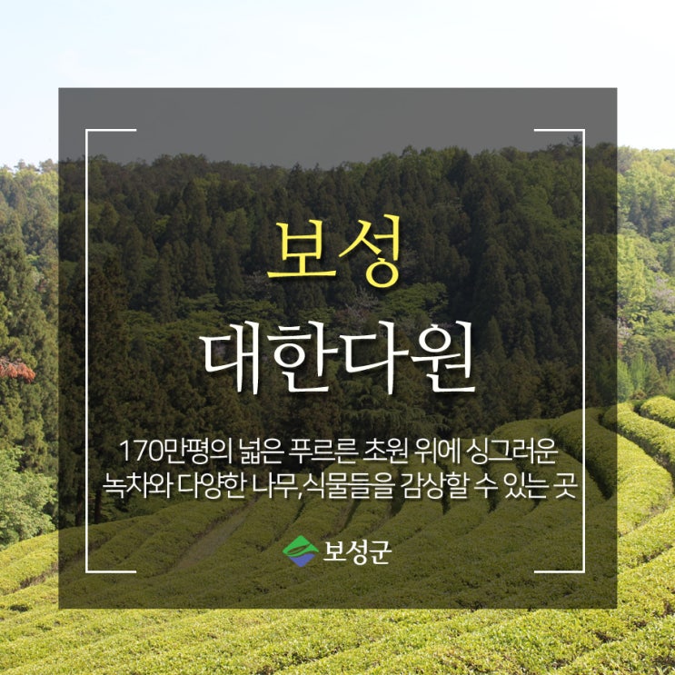  보성추천여행지 온통 초록빛으로 일렁이여 마음의 안정을 주는 대한다원