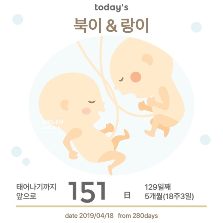  [쌍둥이임신] 17주 양수검사(미래와희망), 윤중로벚꽃구경, 신랑도 첫 태동 느낌, 18주 양수검사 후 초음파진료 성별확인, 대학로연극 그녀를 믿지 마세요.