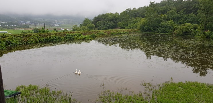  동물 농장 새가족