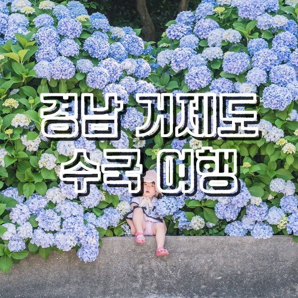  바람의언덕 일출, 해금강 수국, 저구항 수국, 카페 일몰까지 완벽했던 거제도여행
