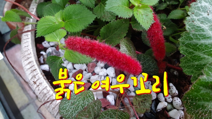  월동식물 신기한 하트고사리와 신비한 붉은 여우꼬리 입양, 전주 중앙시장 꽃집 꽃향연 좋으다.