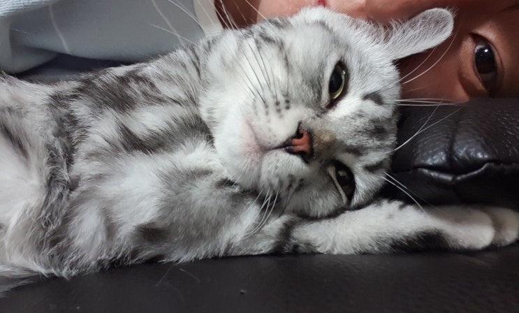  고양이모래추천 응고력이 진짜 좋네요