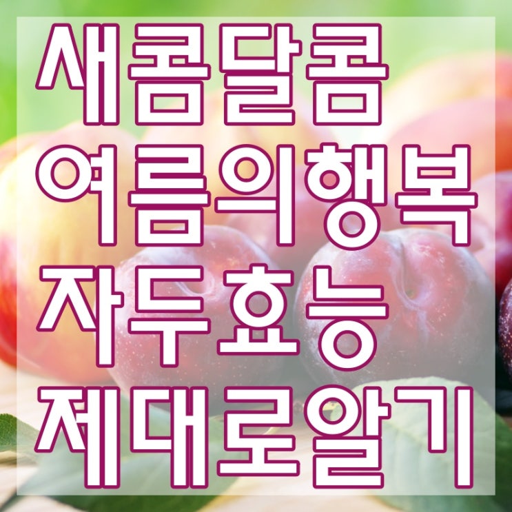  자두효능 그냥 맛있기만 한게 아니더라구요 ~!