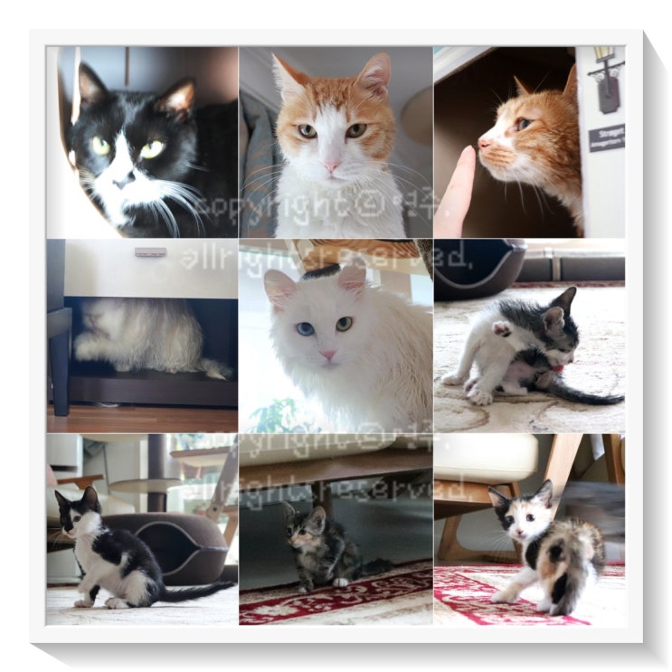  0627 꼬맹이네 9묘 : 고양이 단체 목욕날