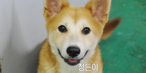  정든이 8개월 남아 중성화 단모 6KG대/ 진해유기동물보호소