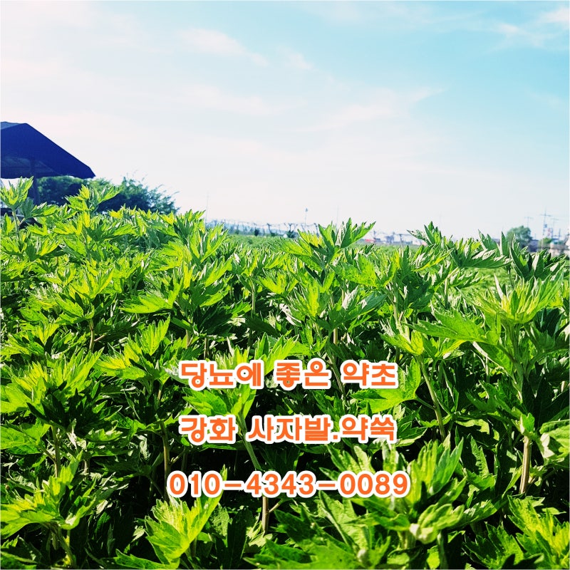 당뇨관리는어떻게하면좋을까요? 당뇨에좋은약초 강화약쑥 : 네이버 블로그