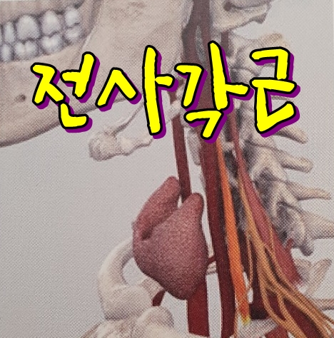  경추근육 중 전사각근, 중사각근의 견인성/허혈성 통증