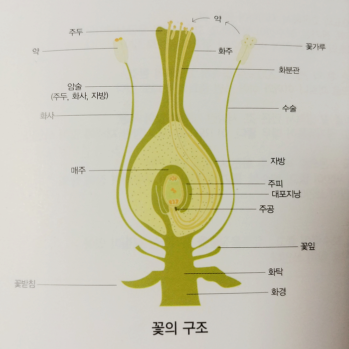  [화훼장식기능사] 2004년 6회 기출문제풀이 - 1과목 화훼재료 및 형태학(6~10)