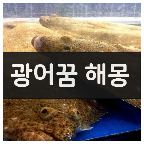  광어꿈 해몽 11가지 - 길몽일까? 흉몽일까?