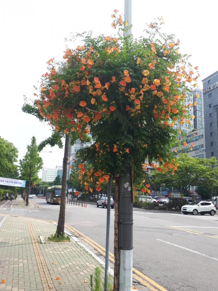  4. 능소화