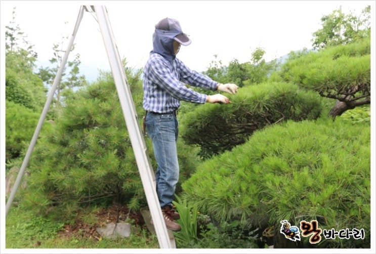 소나무 전지 전정 및 순치기 방법