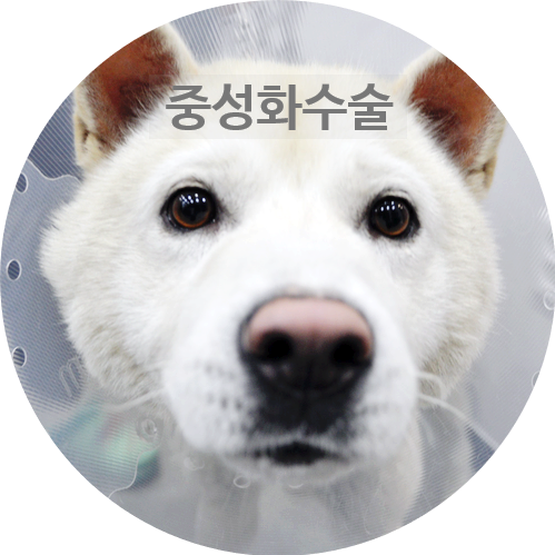  [칠곡3지구 강아지 중성화수술전문 동물병원] 12개월령 대형견 진돗개 땅콩수술 후기