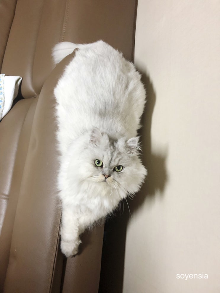  오늘밤 센타는 권싼타
