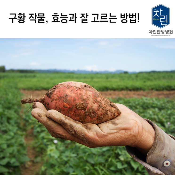  구황 작물, 효능과 잘 고르는 방법!