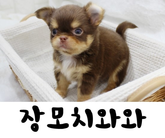  희귀한 초코탄 장모치와와 매력 폭발 쪼꼬미