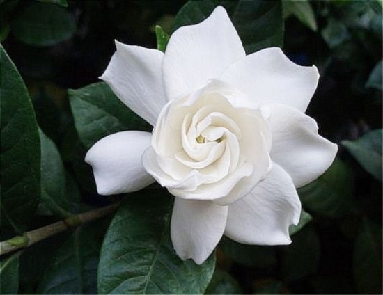  7월의 시    -이해인-