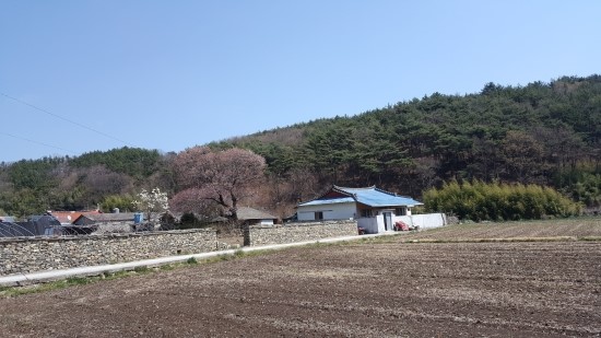  경남고성 학동마을 옛담장(2019.03.23)