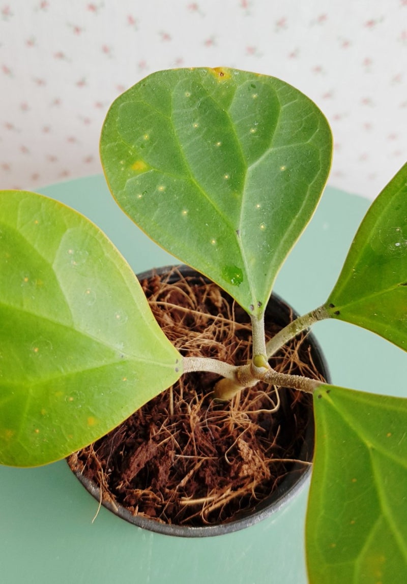 190629 장마준비 : 네이버 블로그, image size:800x1149