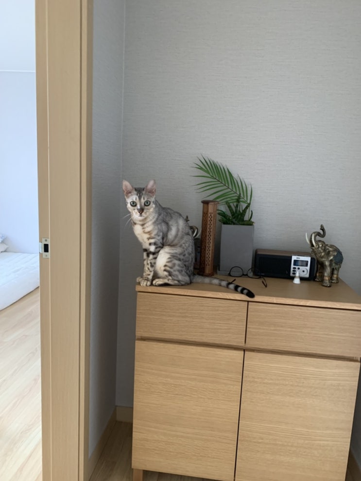  무지 무인양품 수납장