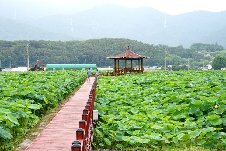  「여름밀양여행/밀양가볼만한곳」 눈앞에 펼쳐지는 연잎 초록바다 밀양연꽃단지