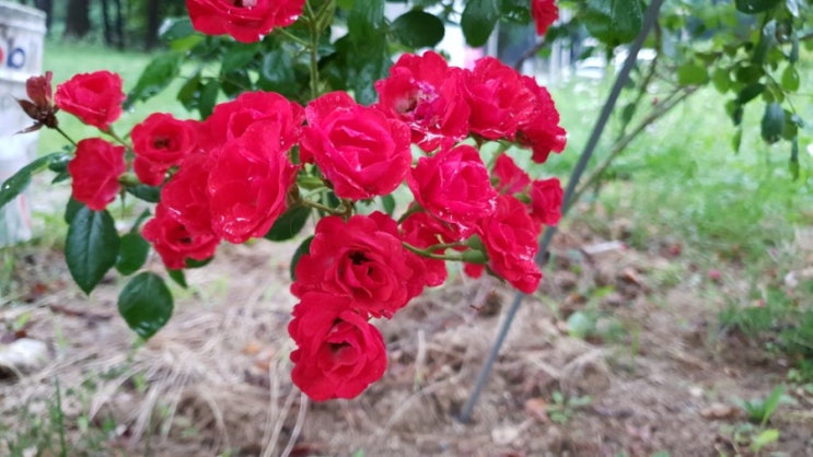  2019.06.29 새벽풍경 꽃