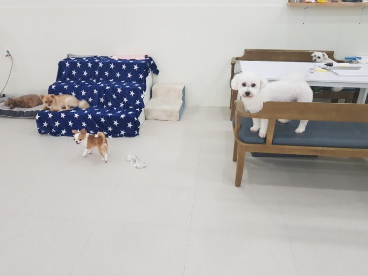  [#대구애견호텔 욜로펫] 6월 30일 일요일 콜라, 옥희, 꿍이, 땅콩, 오곡, 꽁이, 초코, 뭉이, 시로의 일기
