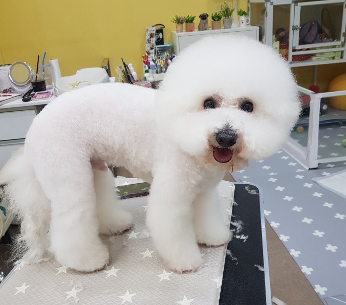  솜사탕같은 비숑미용 / 가위컷의 진수! 대구애견미용 딱이야~!