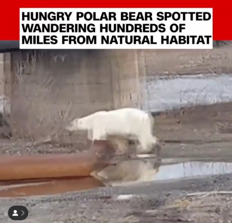 [영어뉴스 CNN] 북극곰이 생태계에서 떨어진곳에서 헤매는게 발견 | 강남 영어회화학원
