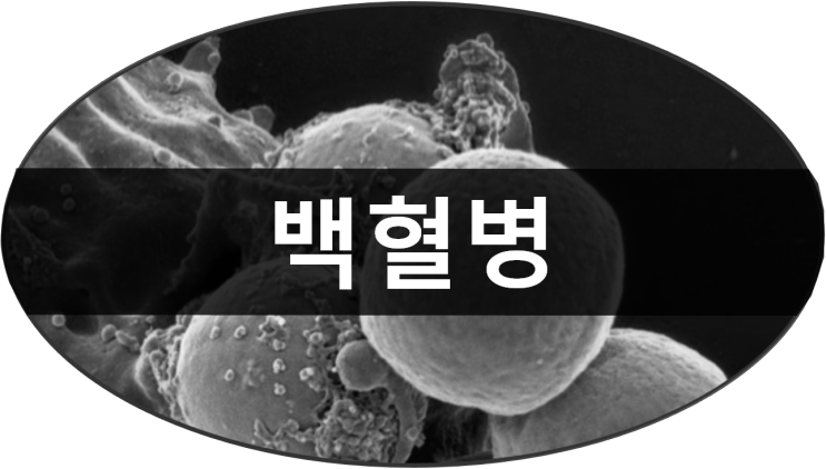  급성골수성 백혈병 : 발병부터 치료까지 과정