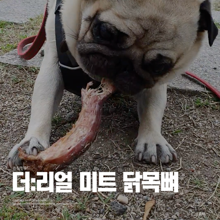  하림펫푸드 더리얼 미트 닭목뼈로 반려견 수제간식 만들기