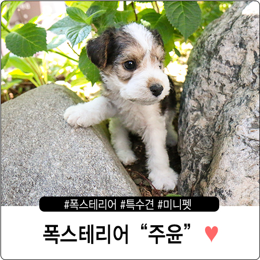  폭스테리어분양  "주윤" 와이어 폭스테리어를 소개합니다!