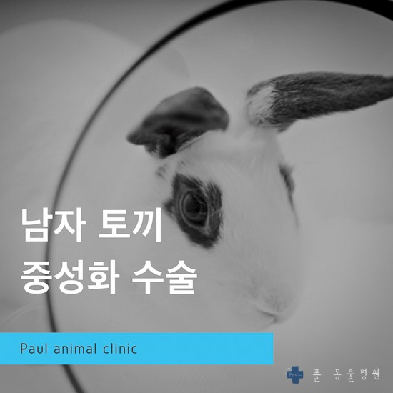 수컷 토끼 중성화 수술, 토끼 진료, 수술 & 분당 24시 폴 동물병원(정자동, 용인, 성남, 판교)
