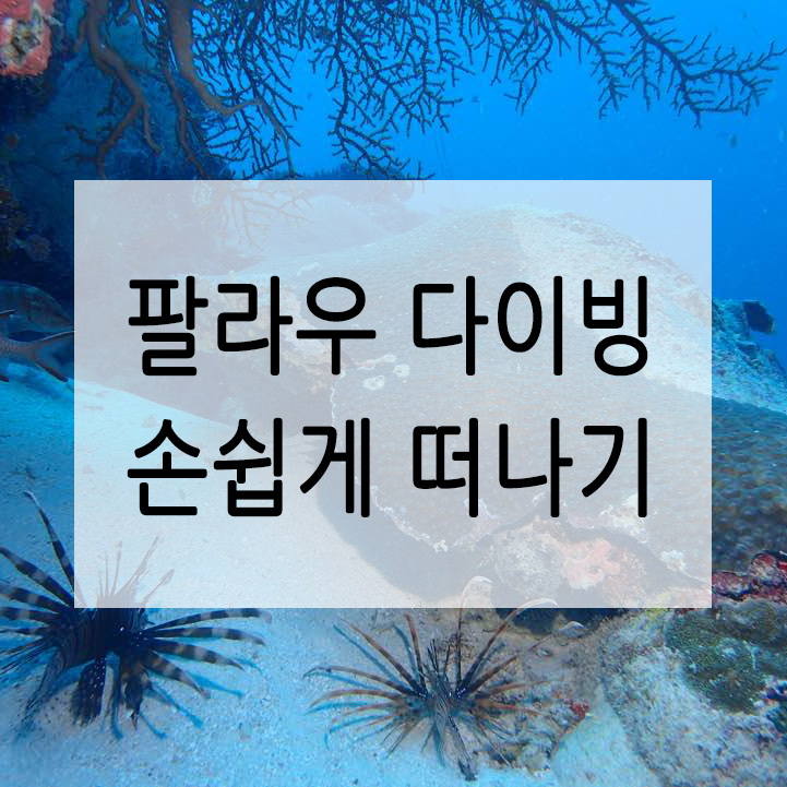  팔라우 다이빙, 날씨부터 안전, 여행경비까지 한꺼번에 해결 하는법