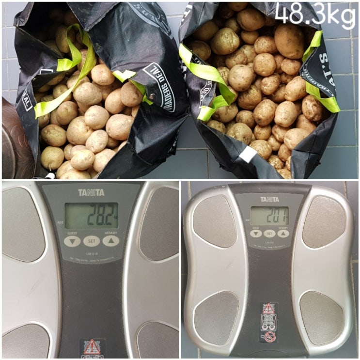  19년 상반기 감자수확 (49.2kg, 6/30)