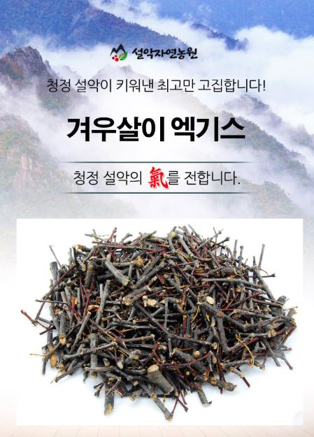  겨우살이발효액 은 역시 설악자연농원에서!